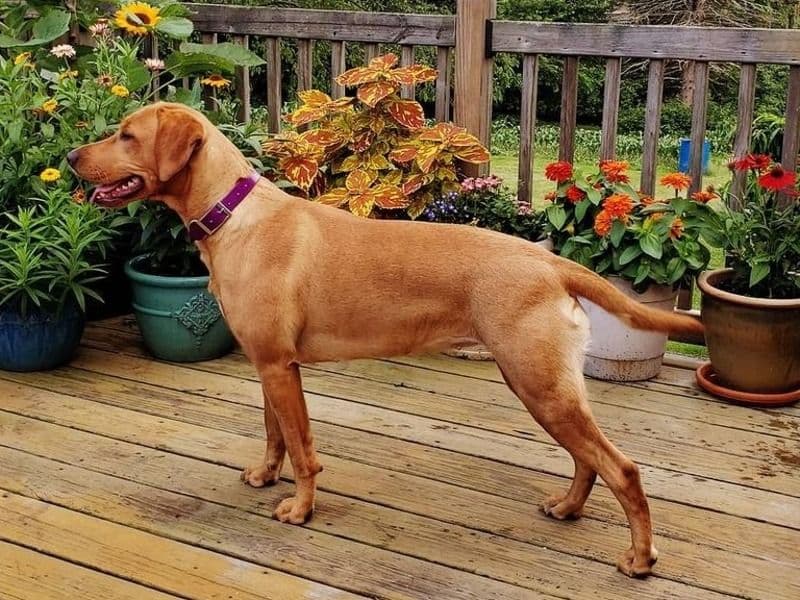 Stella primary photo