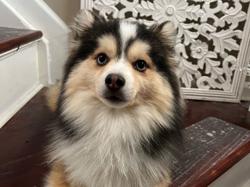 Thor primary photo