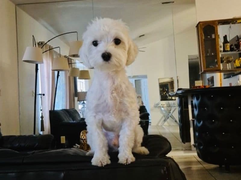 Maltese 2 years 10 months old male small named Casper for breeding in Condado de Clark, Nevada | Petmeetly