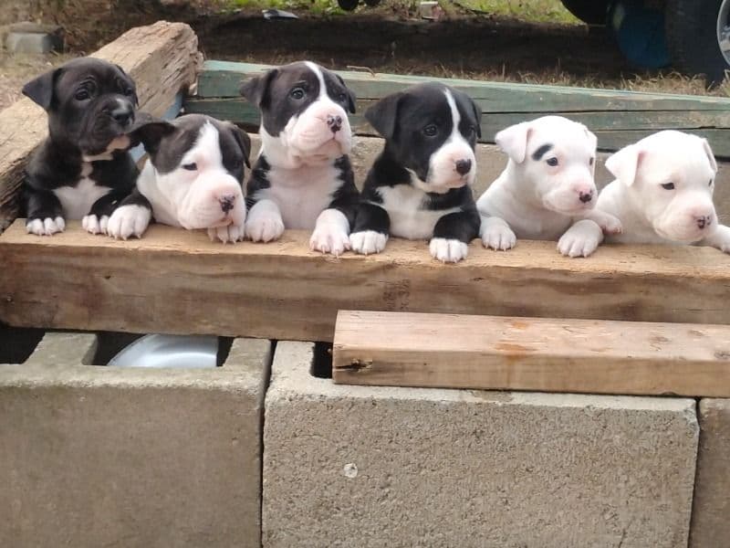American Bully 2 months old male large named American Pitbull Dog 🐕 for sale in Bleckley County, Georgia | Petmeetly