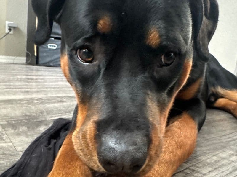Rottweiler 1 year old male large named Achillies for sale in Maricopa County, Arizona | Petmeetly