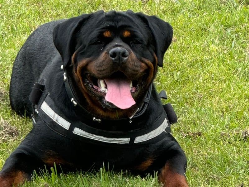 Rottweiler 3 years 1 month old female large named Phoebe Jo for breeding in Greater Manchester, England | Petmeetly