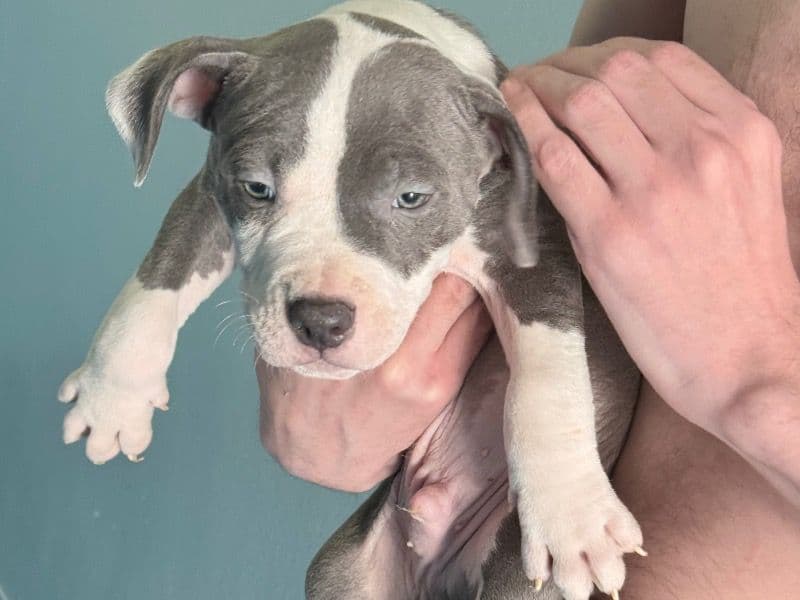 American Staffordshire Terrier 2 months old male small named Blue for sale in Kings County, New York | Petmeetly