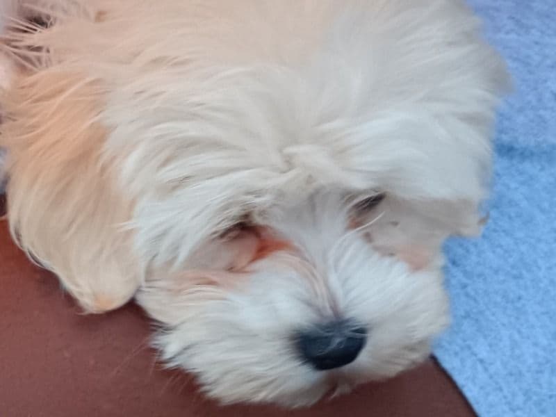 Maltipoo 2 years 2 months old female small named Dream for breeding in Broward County, Florida | Petmeetly