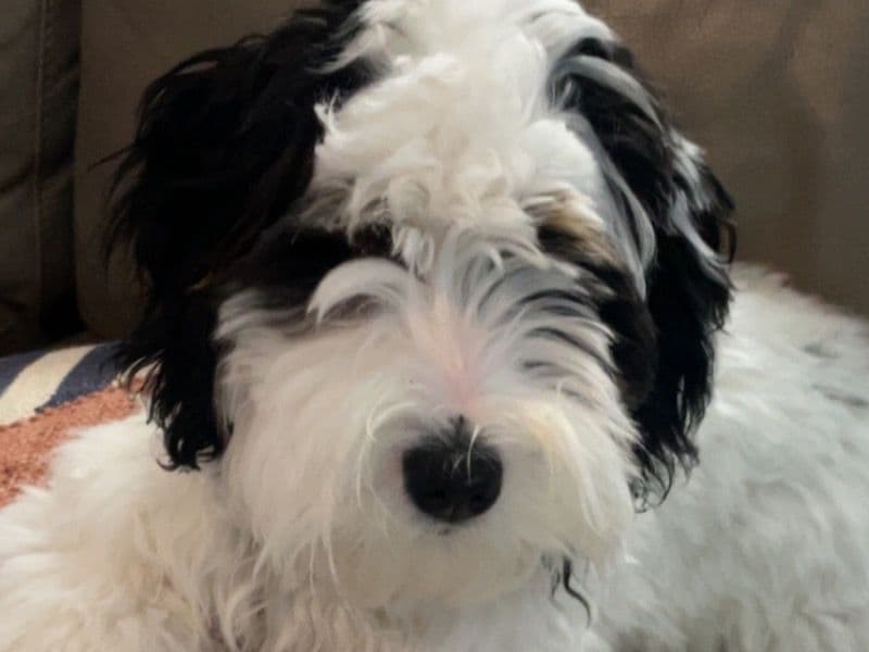 Lily primary photo