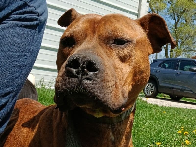 American PitBull Terrier 4 years 7 months old male large named Tyke for breeding in Saginaw County, Michigan | Petmeetly