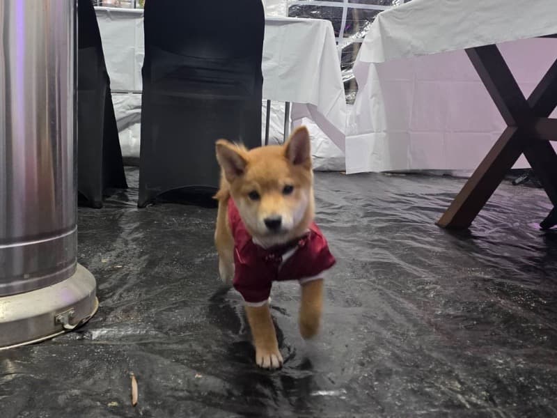 Shiba Inu 6 months old male small named Hachi for breeding in Alexandria, Virginia | Petmeetly