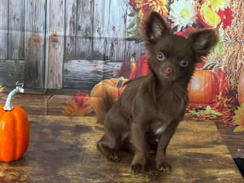 Long hair Chihuahua 11 months old male small named Brownie for breeding in Miami-Dade County, Florida | Petmeetly