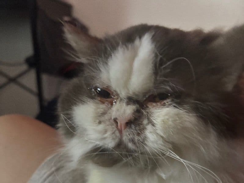 Shadow - Persian | Petmeetly