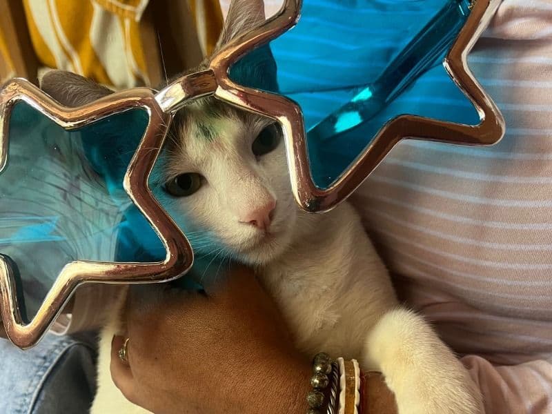 Bengal 1 year 3 months old male named Bhujongo for breeding in Jalpaiguri Division, West Bengal | Petmeetly