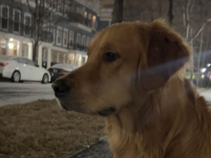 Golden Retriever 3 years old male large named Apricos for breeding in Mecklenburg County, North Carolina | Petmeetly