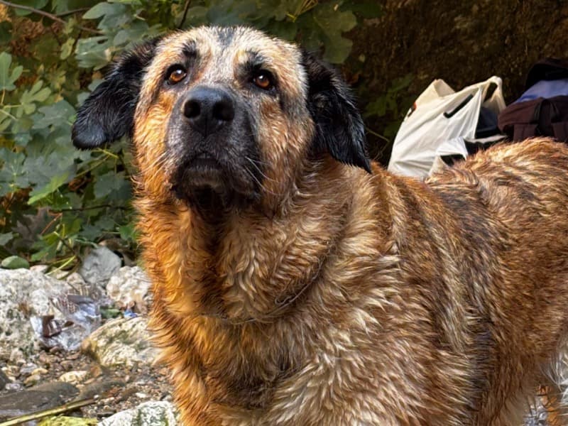 German Shepherd 5 years 10 months old male large named Kenai for breeding in Jaén, Andalucía | Petmeetly