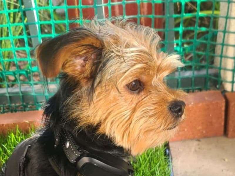 Leo primary photo