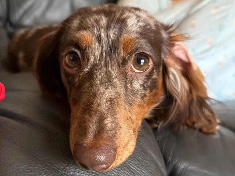 Miniature Dachshund 1 year 3 months old female small named Mika for breeding in New Hanover County, North Carolina | Petmeetly