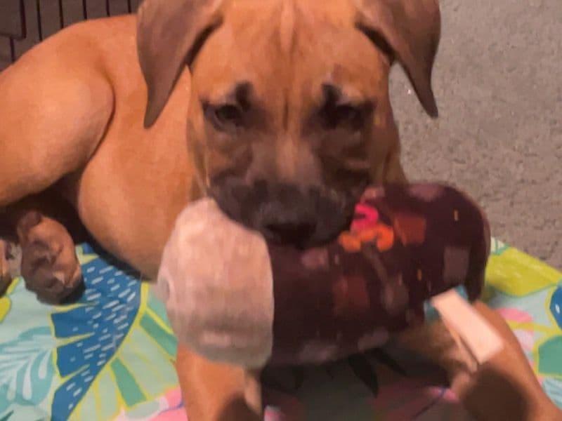 American PitBull Terrier 8 months old male medium named Silver for breeding | Petmeetly