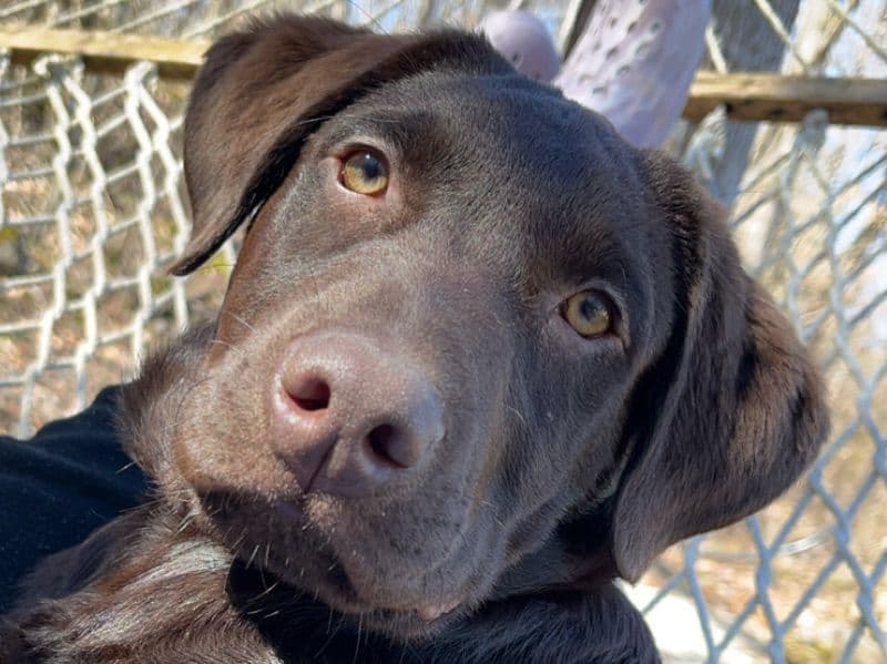 Labrador Retriever 1 year 2 months old male large named Rambo for breeding in Pulaski County, Kentucky | Petmeetly