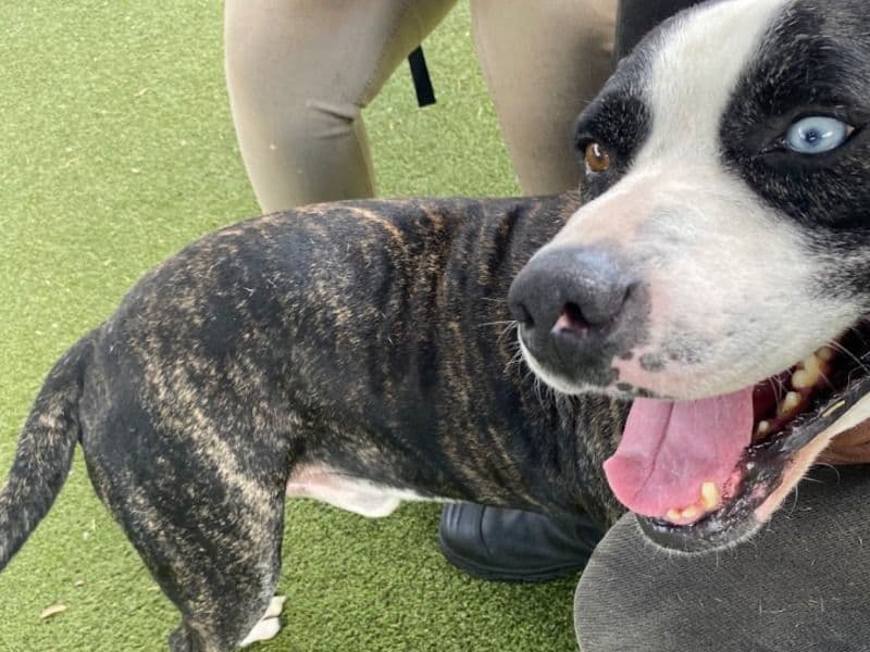 Honcho primary photo