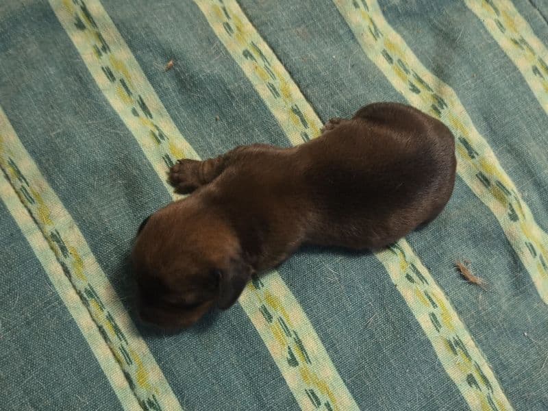 Puppy 3 - Dachshund | Petmeetly