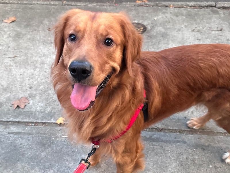 Golden Retriever 3 years 1 month old male large named Seven for breeding in Kings County, New York | Petmeetly