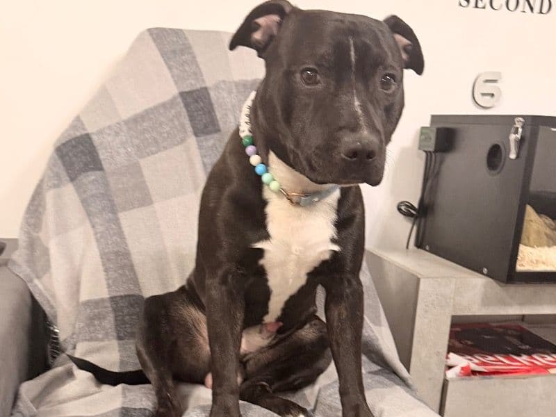 Staffordshire Bull Terrier 1 year 4 months old male medium named Bagheera for breeding in Essex, England | Petmeetly