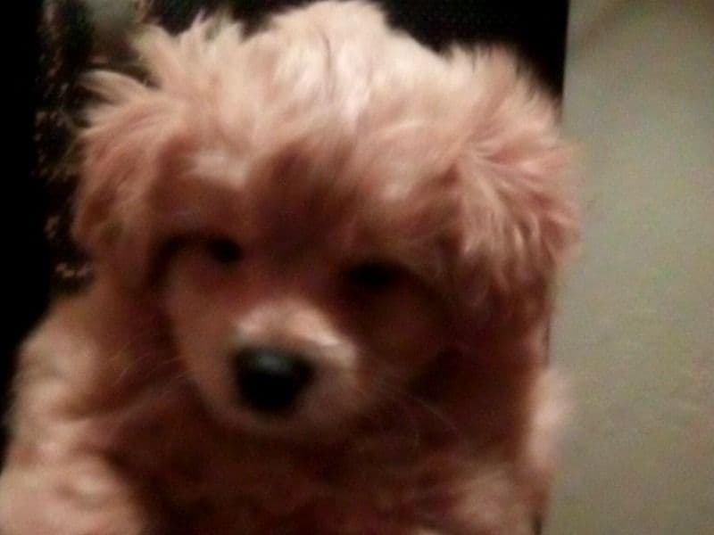 Labradoodle 3 months old male small named Princess for sale in Contra Costa County, California | Petmeetly