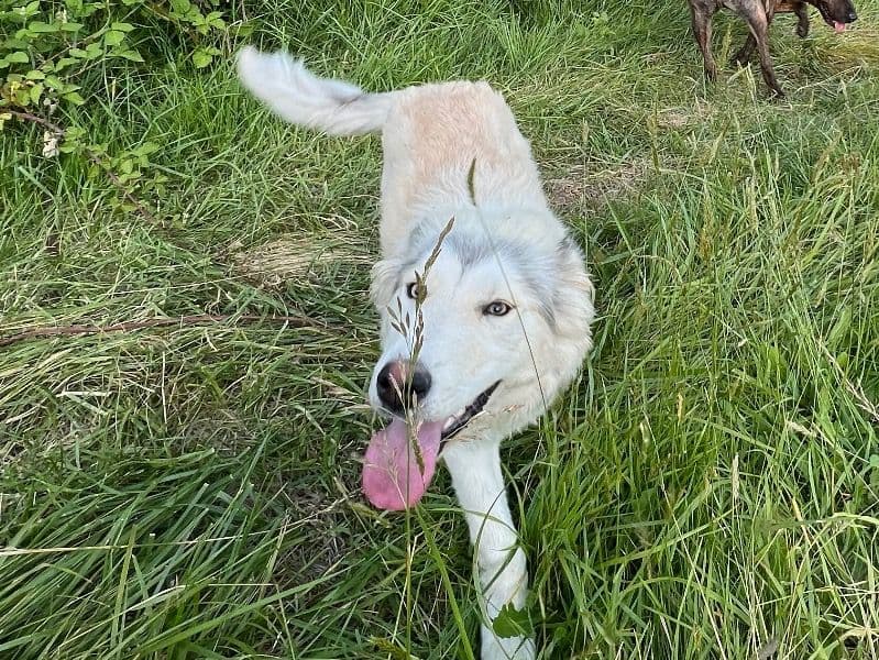 Great Pyrenees 1 year old female large named Fraya for breeding in Clackamas County, Oregon | Petmeetly