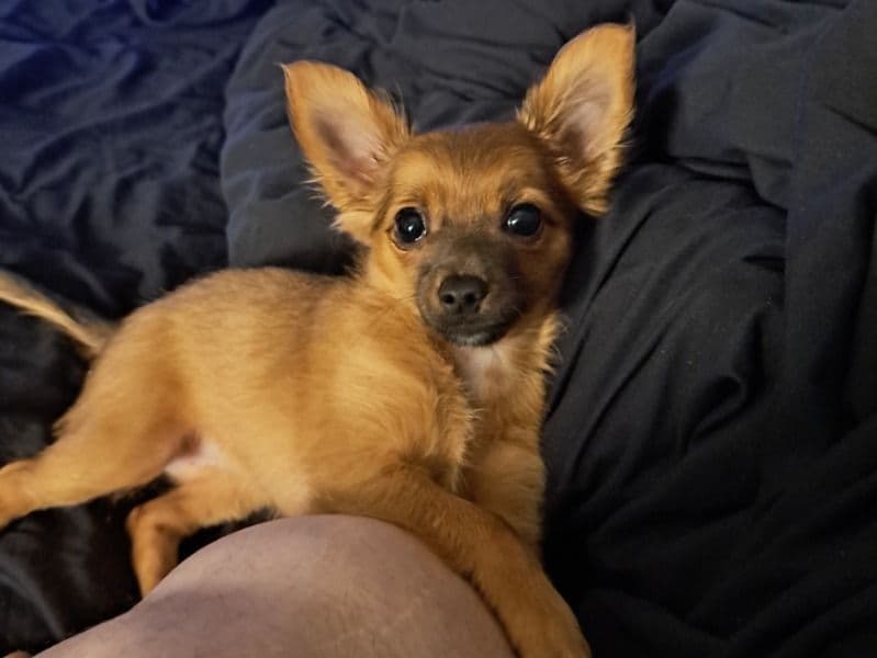 Chihuahua 1 year 1 month old female small named Isolde for breeding in Cleveland County, Oklahoma | Petmeetly