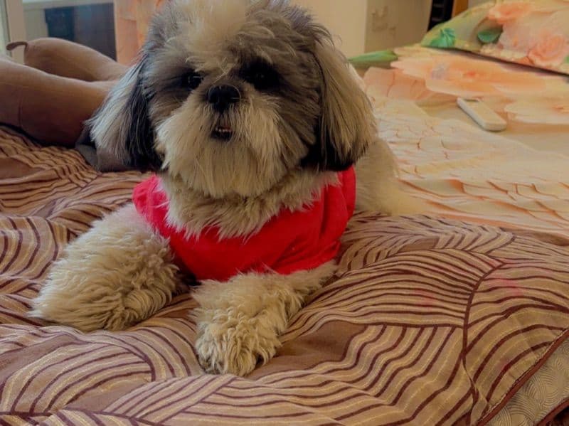 Shih Tzu 2 years 1 month old male medium named Oreo for breeding in Konkan Division, Maharashtra | Petmeetly