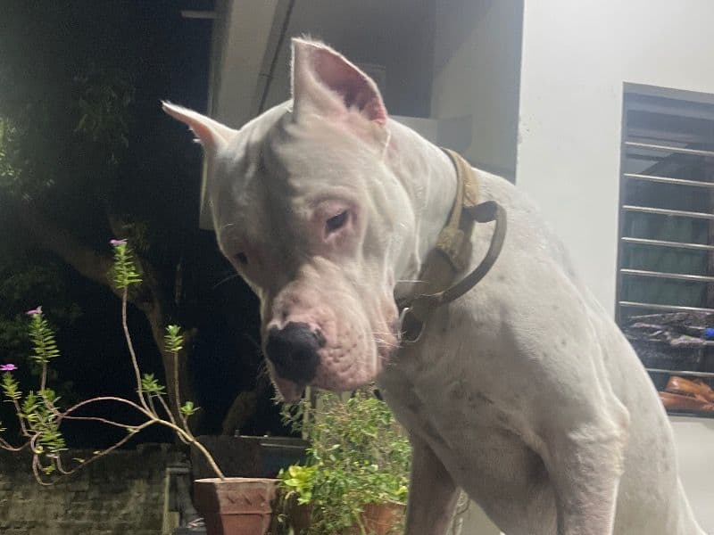 Lionel primary photo