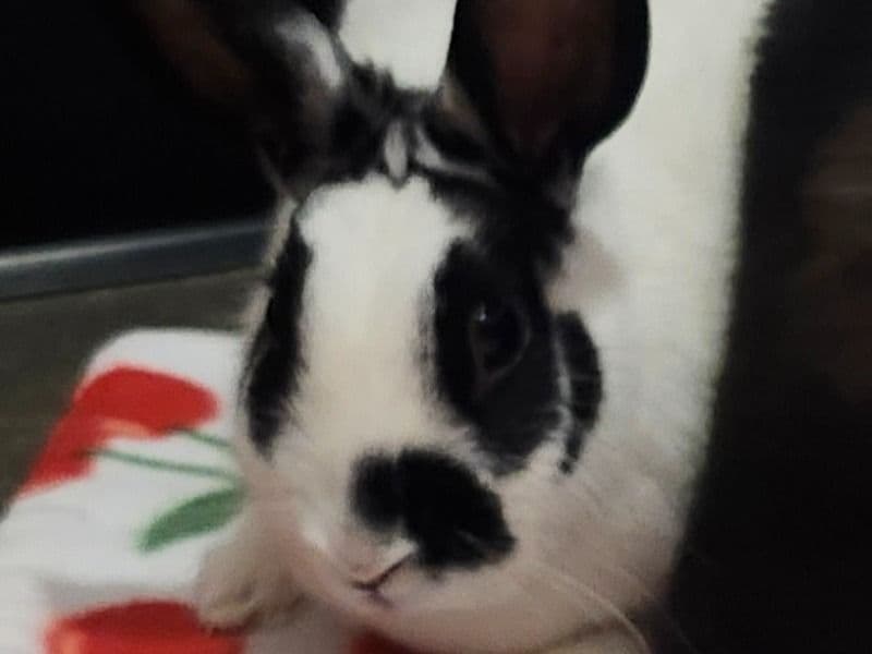 Lionhead 3 years old female named Louise for adoption in Yolo County, California | Petmeetly