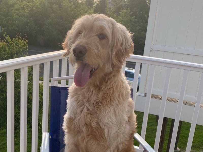 English Golden Retriever 4 years 1 month old male large named Simba for sale in Bucks County, Pennsylvania | Petmeetly