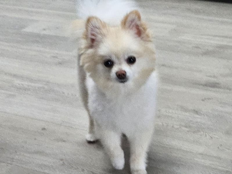 Luna primary photo