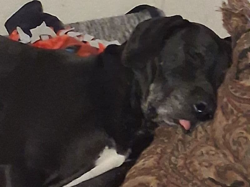 Great Dane 5 years 5 months old male extra large named Roscoe for breeding in Burnet County, Texas | Petmeetly