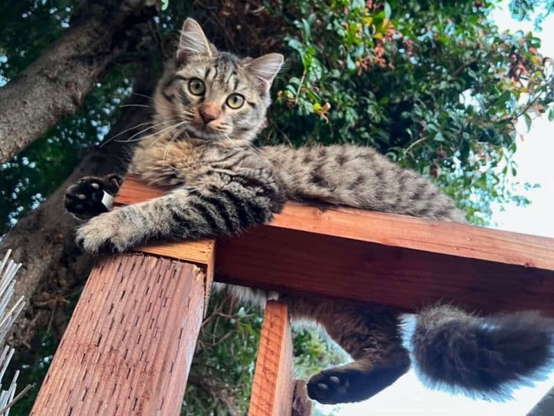 Daisy🌸 - Tabby | Petmeetly