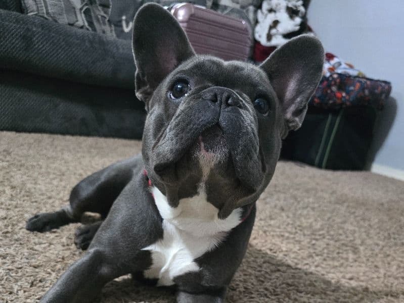French Bulldog 1 year 6 months old male medium named Rocky for breeding in Creek County, Oklahoma | Petmeetly