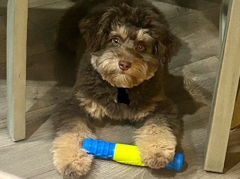 Miniature Poodle 1 year 5 months old male medium named Snickers for breeding in Manatee County, Florida | Petmeetly