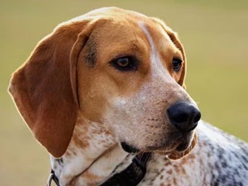 American English Coonhound 6 years old male medium named Goggie for sale in Arizona | Petmeetly