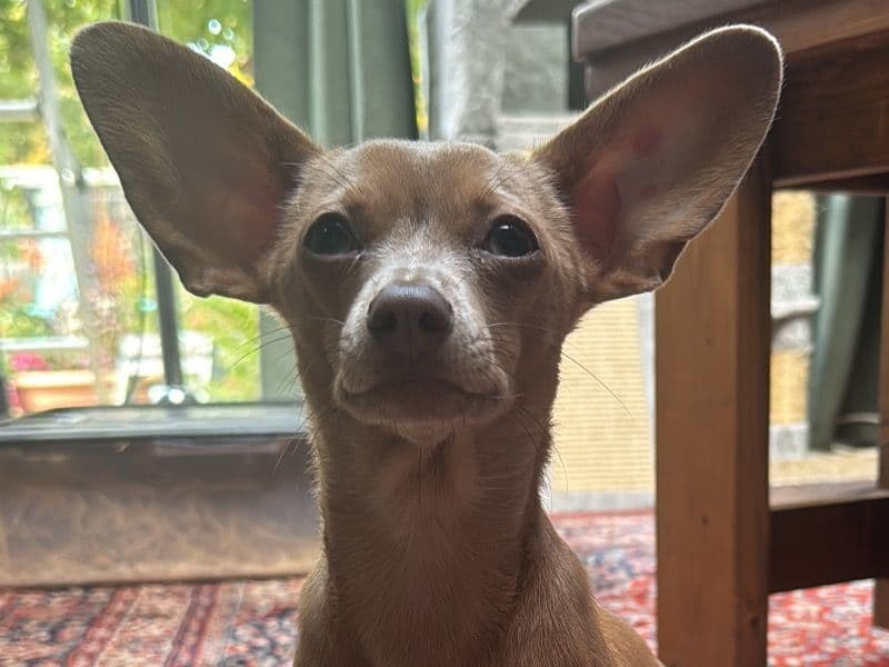 Dachshund 1 year old female small named Sybil for breeding in Essex, England | Petmeetly