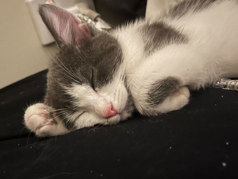 Leo primary photo