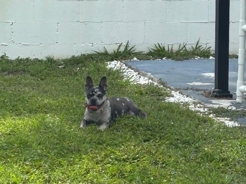 French Bulldog 1 year 2 months old female medium named Rain for breeding in Sarasota County, Florida | Petmeetly
