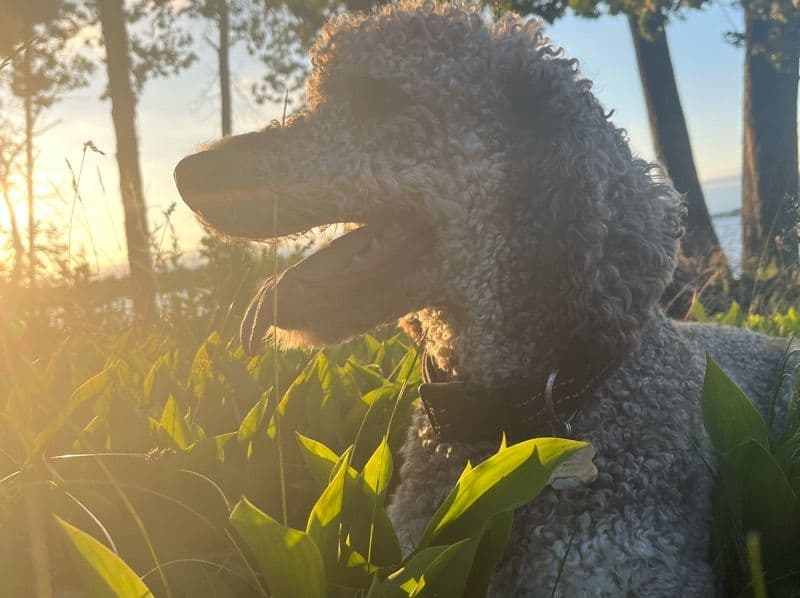 Franklin primary photo