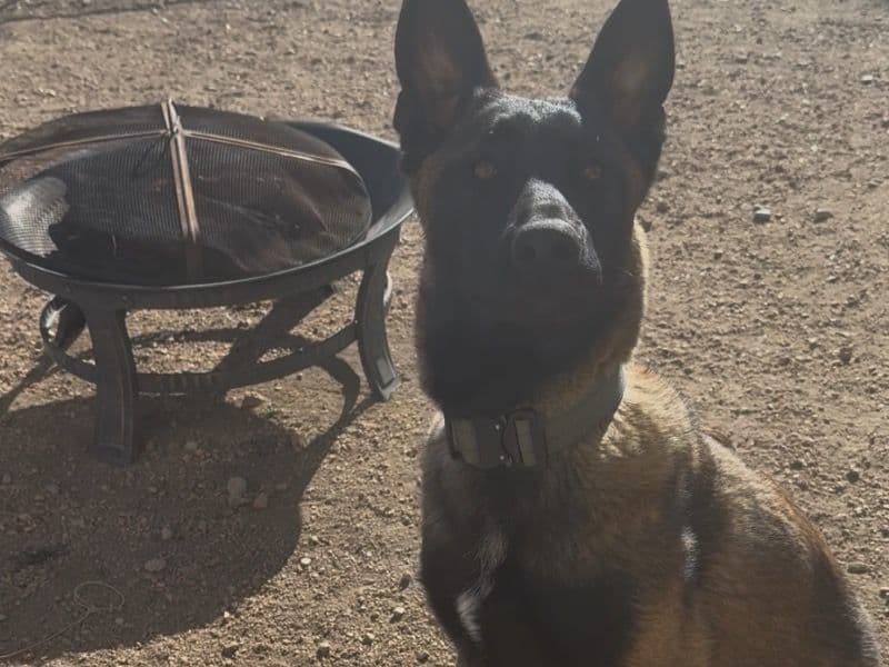 Max primary photo