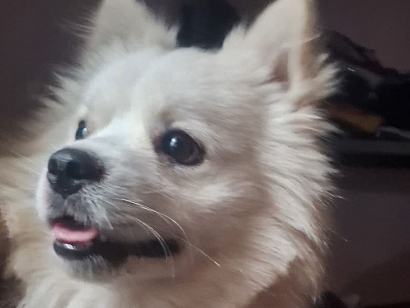 Pomeranian 2 years 4 months old male medium named Chiku for breeding in Bangalore Division, Karnataka | Petmeetly