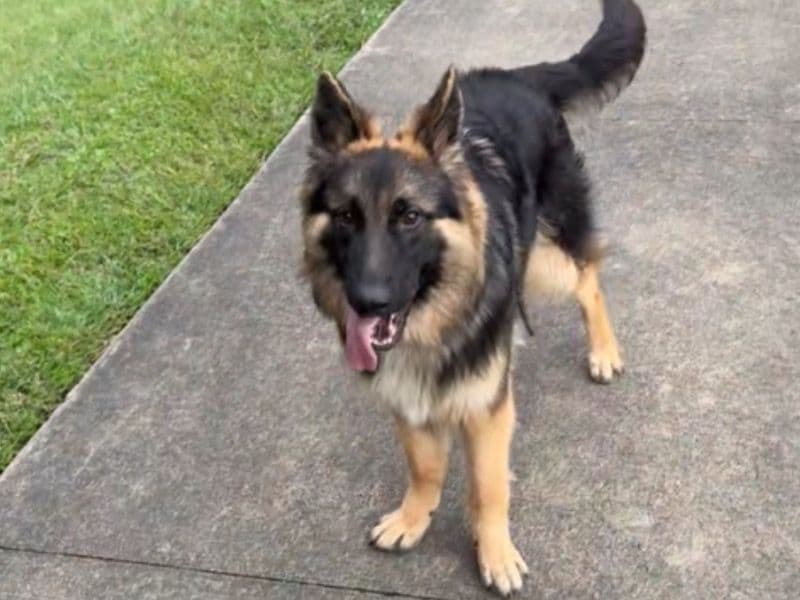 German Shepherd 10 months old male large named Maximus for sale in Mecklenburg County, North Carolina | Petmeetly
