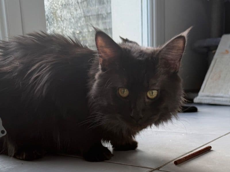 Maine Coon 1 year 3 months old male named Shadow for breeding in Loire-Atlantique, Pays de la Loire | Petmeetly