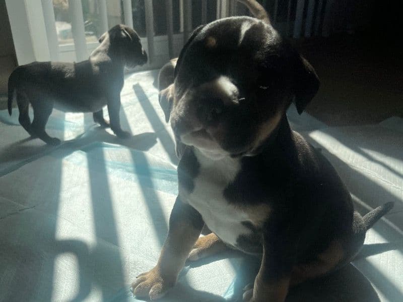 Blue nose Pitbull 2 months old male small named Oso for sale in Santa Cruz County, California | Petmeetly