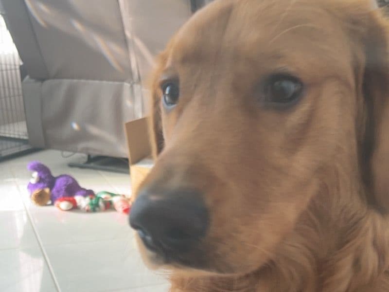 Golden Retriever 2 years 11 months old male medium named Jerry for breeding in Cook County, Illinois | Petmeetly