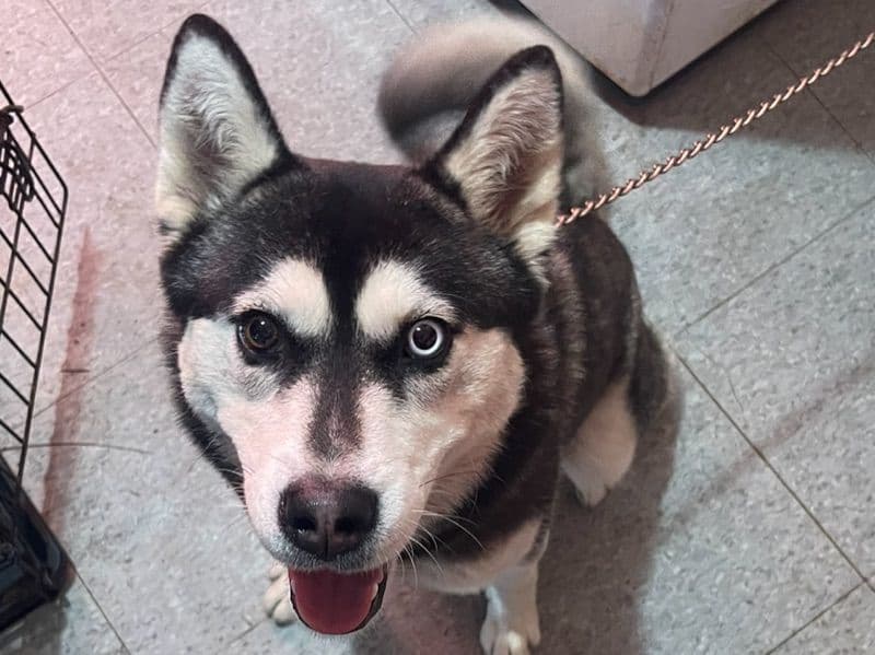 Alaskan Husky 2 years old female medium named Iceland for adoption in San Francisco County, California | Petmeetly