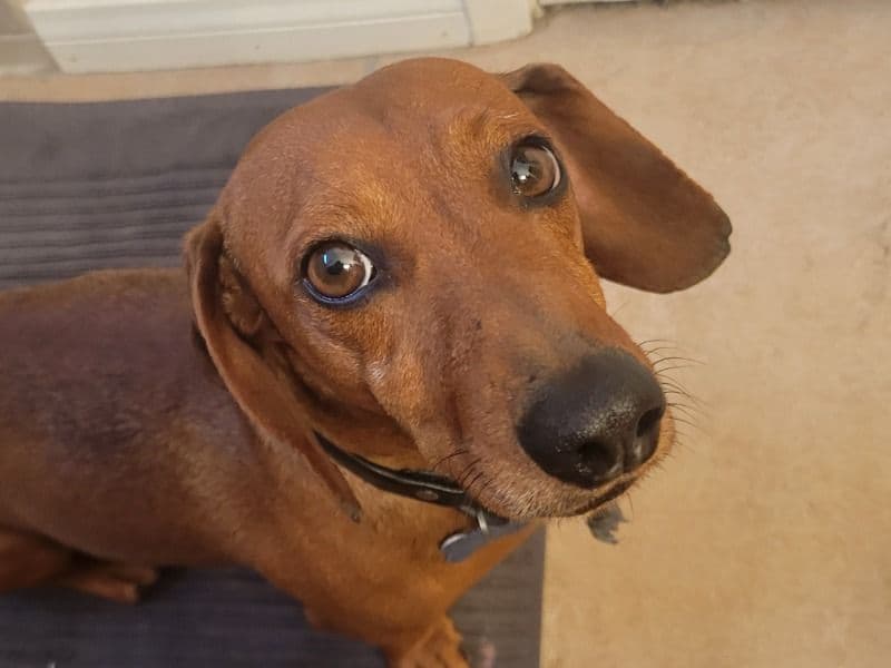 Miniature Dachshund 5 years 5 months old male small named Max for breeding in San Diego County, California | Petmeetly