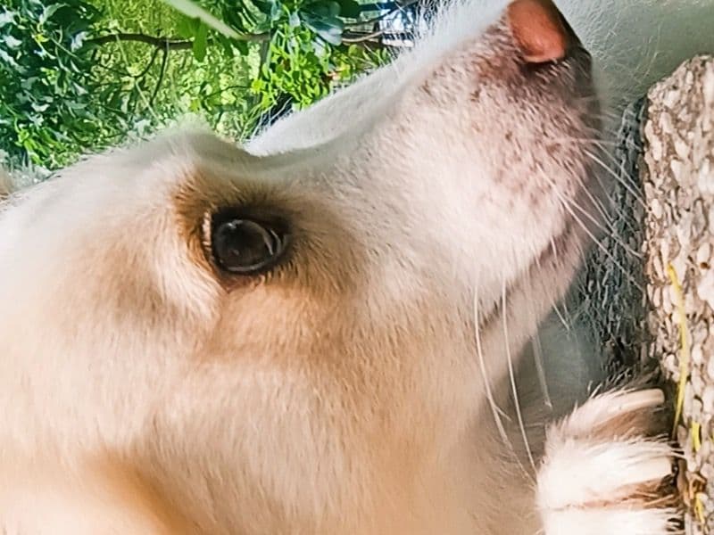 German Spitz 5 years 4 months old female medium named Chiku for breeding in Delhi Division, Delhi | Petmeetly